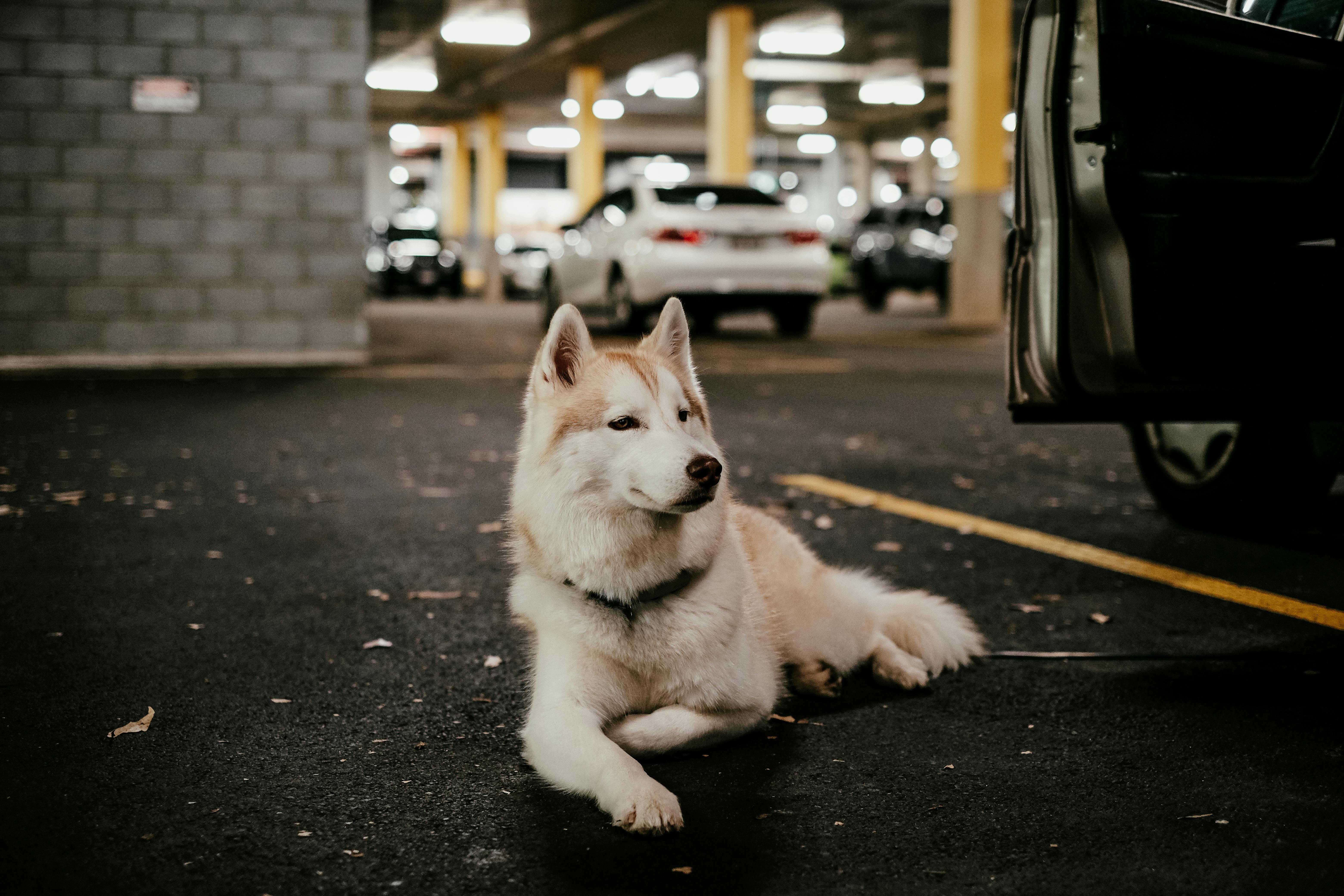 Siberian Husky lying on pavement in a dimly lit parking garage with cars.