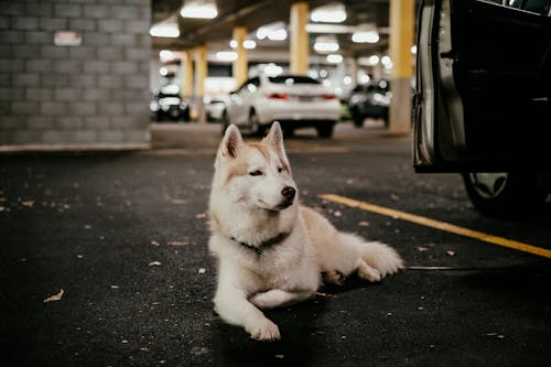 停車場, 動物, 動物攝影 的 免費圖庫相片