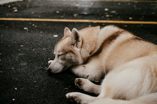 A Siberian Husky Sleeping on the Floor