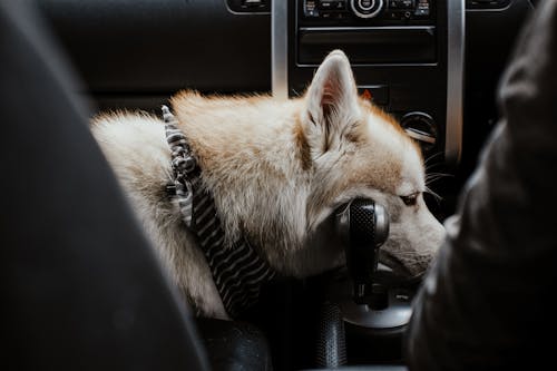 Photo of Dog Inside a Car