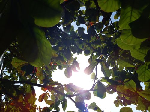 Free stock photo of beach, branch, green Stock Photo