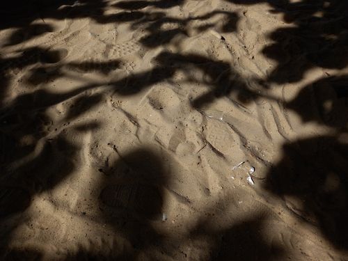 Free stock photo of beach, branches, leaf Stock Photo