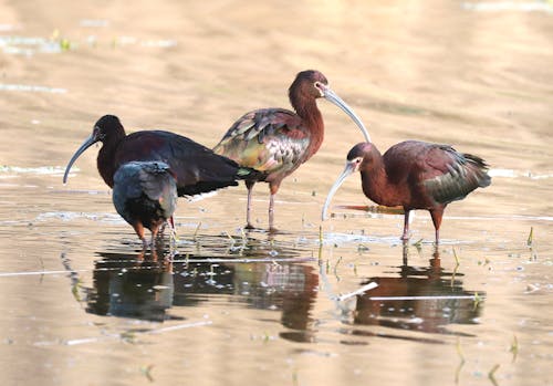Gratis Fotos de stock gratuitas de agua, animales, aves Foto de stock