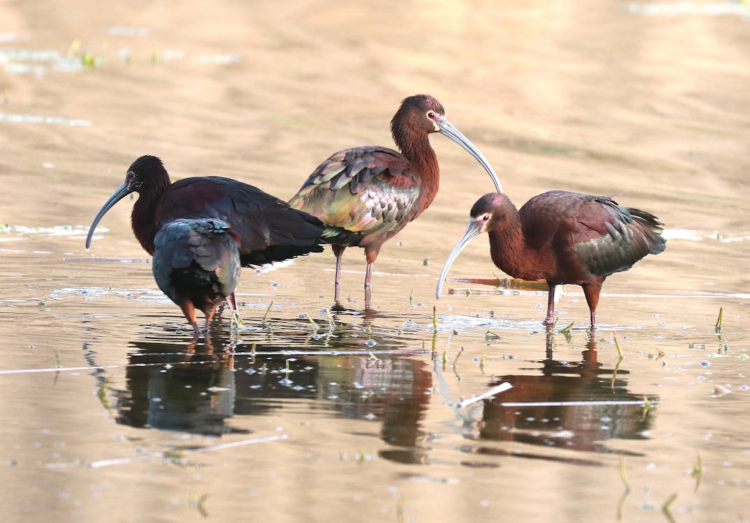 Free 3 Brown and Black Long Beak Bird Eating on Body of Water during Daytime Stock Photo