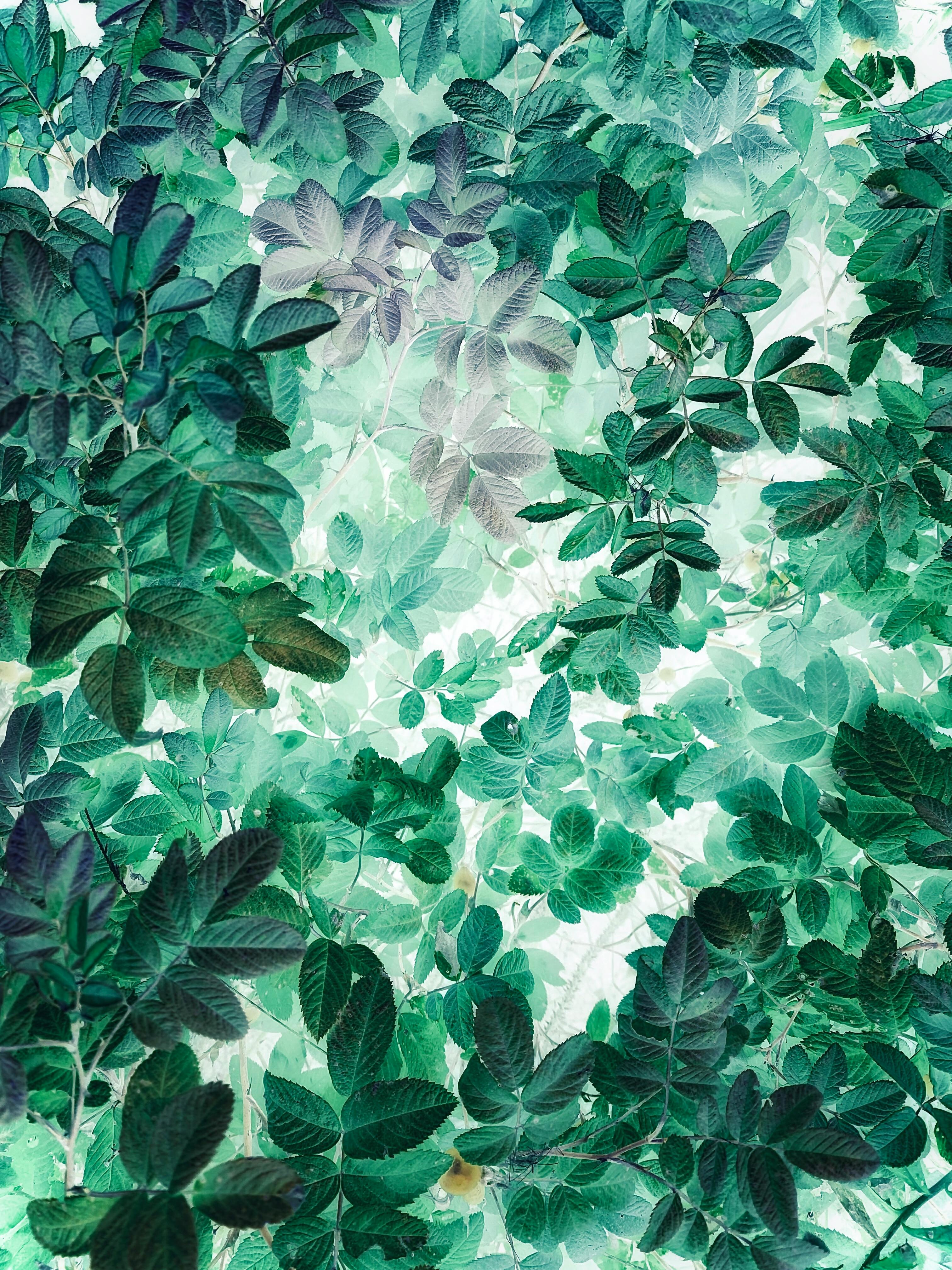 Vibrant green leaves in a sunlit background, showcasing natural beauty and fresh growth.