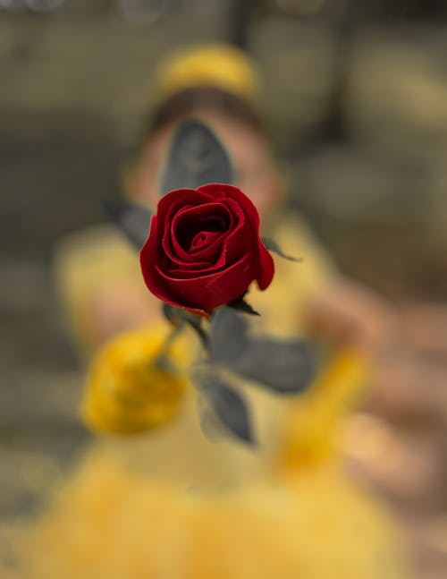 Close-Up Photo of Red Rose