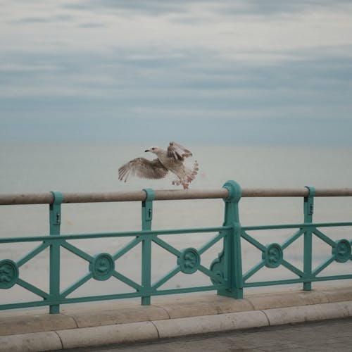 Fotobanka s bezplatnými fotkami na tému čajka, fotografovanie vtákov, lietanie vtákov