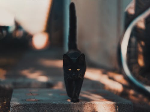 Free Black Cat Walking on Road Stock Photo
