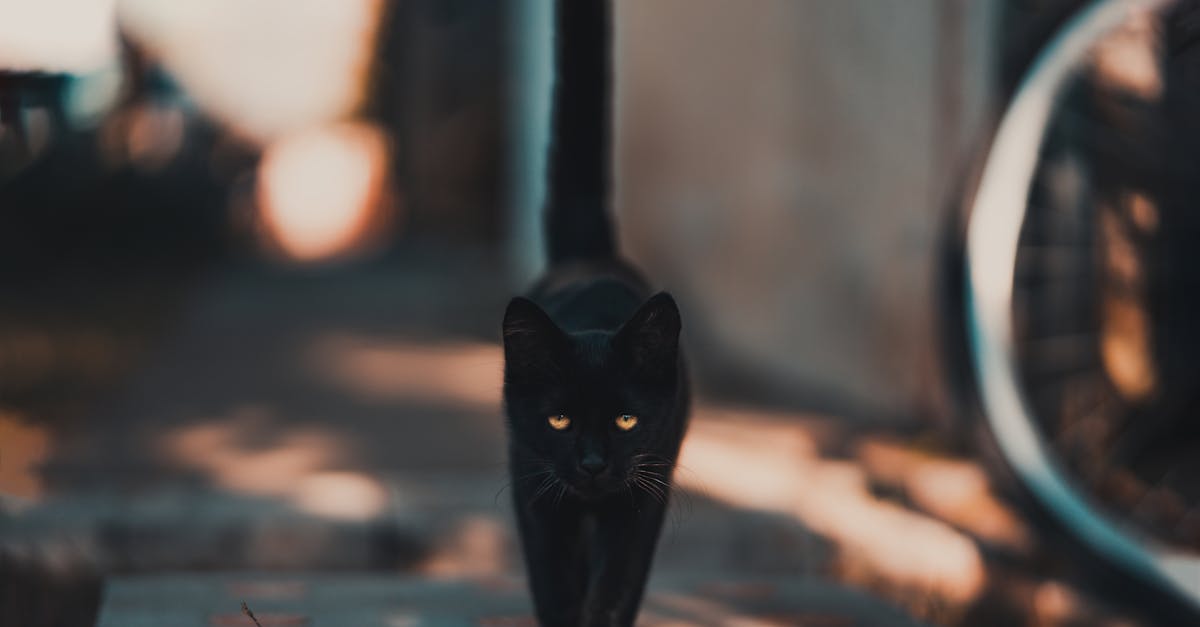 道路を歩く黒猫 無料の写真素材 道路を歩く黒猫 無料の写真素材