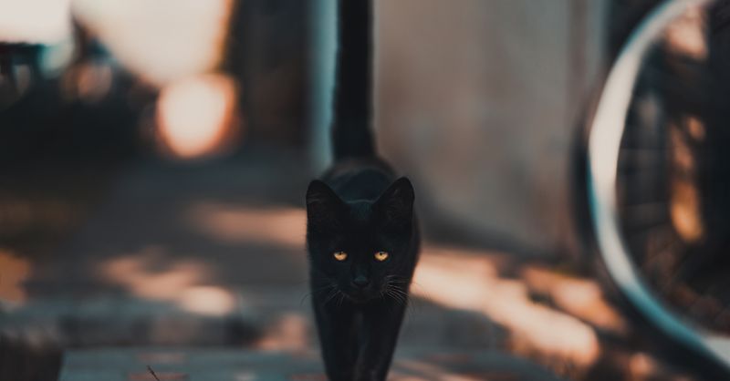 Signes et superstitions du quotidien : que veulent-ils vraiment dire ?