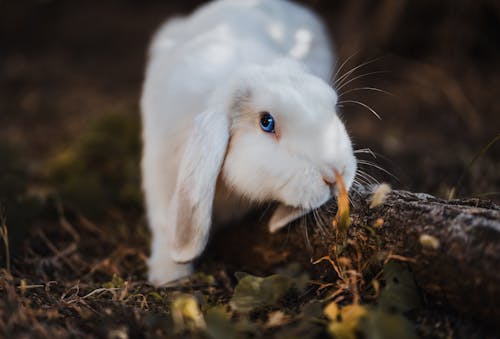 白うさぎのセレクティブフォーカス写真