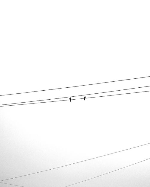 Free A minimalist photograph capturing two birds resting on electric wires under an overcast sky. Stock Photo