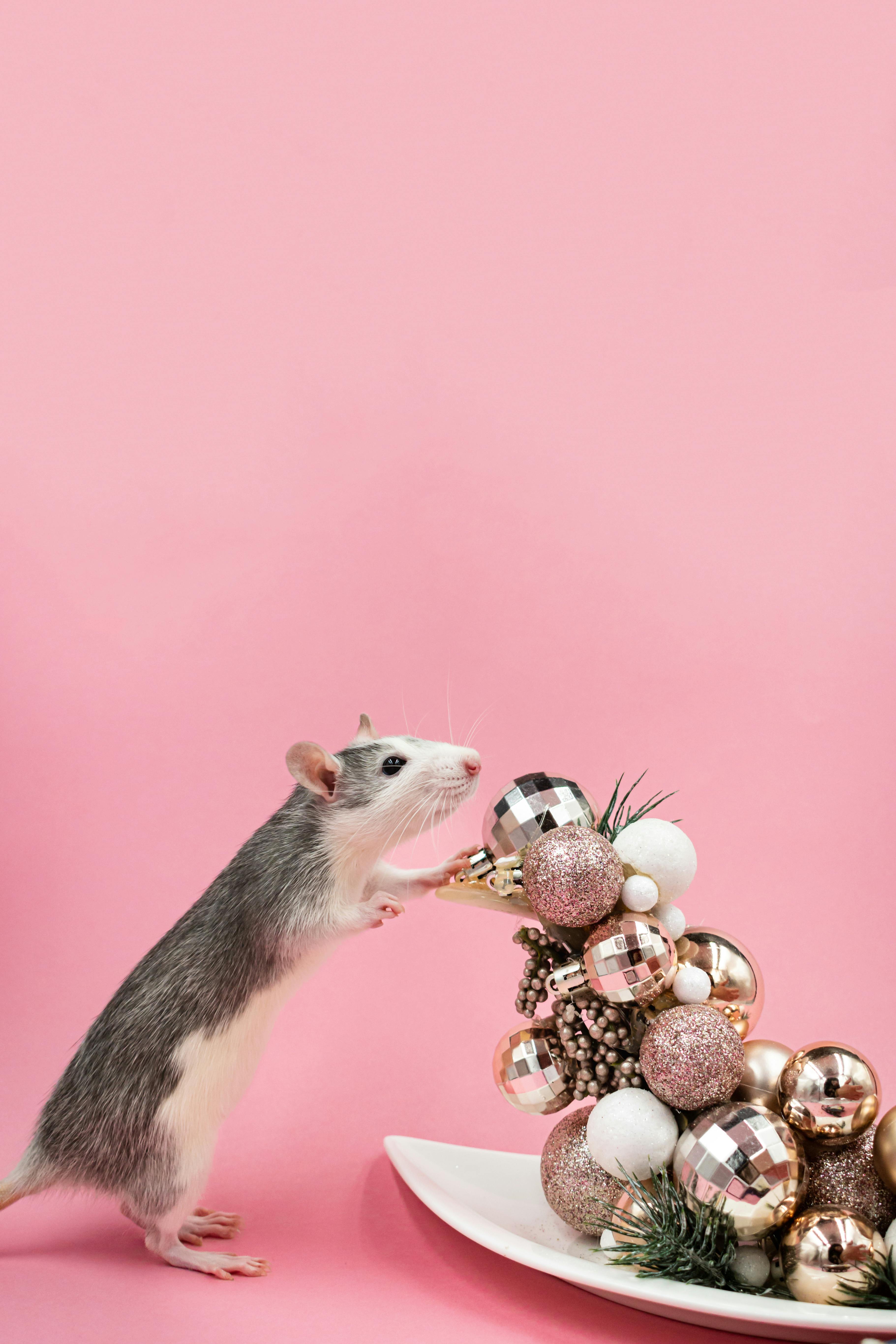 cute mouse near christmas decoration in studio