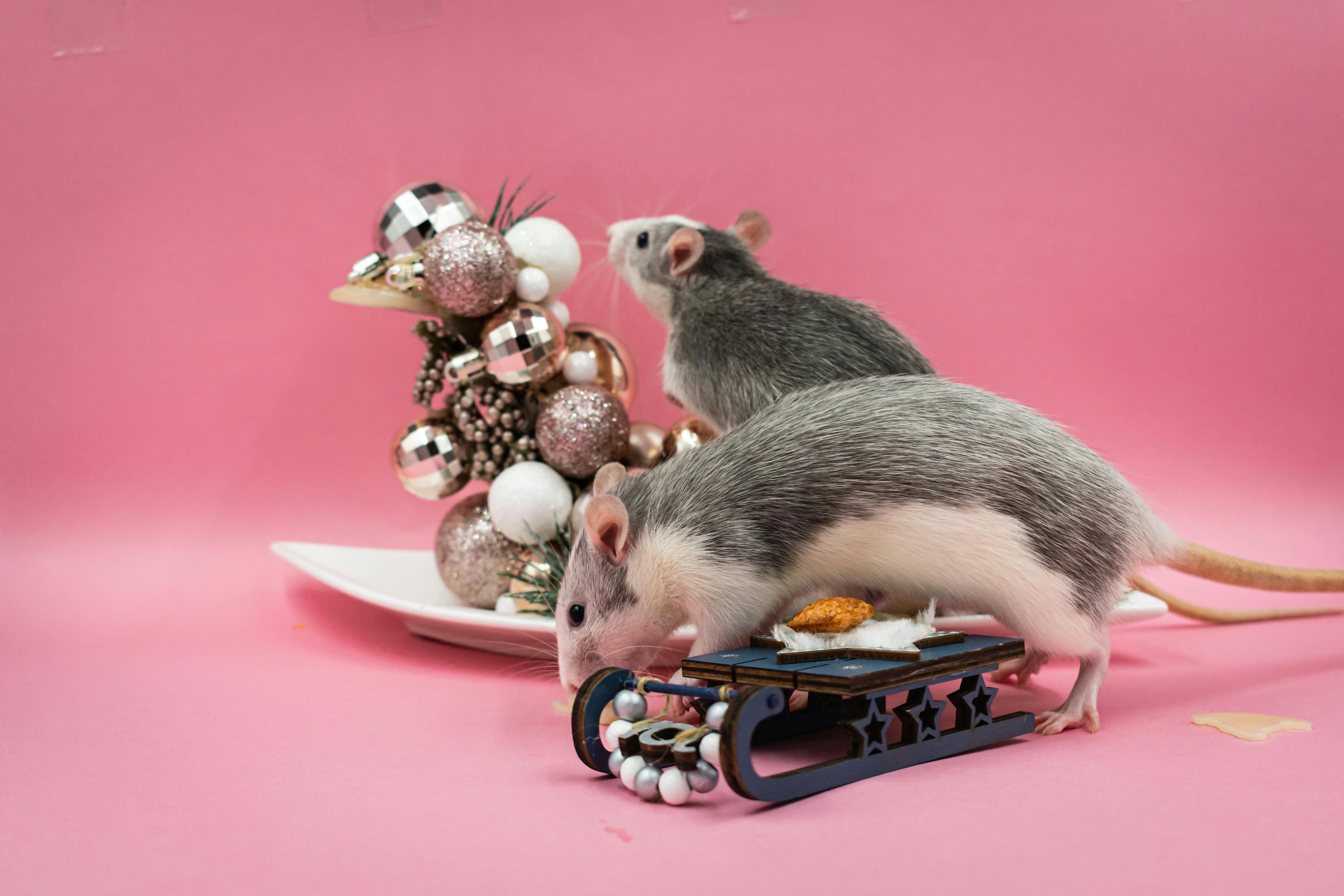 Photo gratuite de animaux, arrière plan rose, décoration de noël, noël