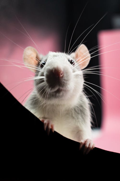 A White Mice in Close-up Shot