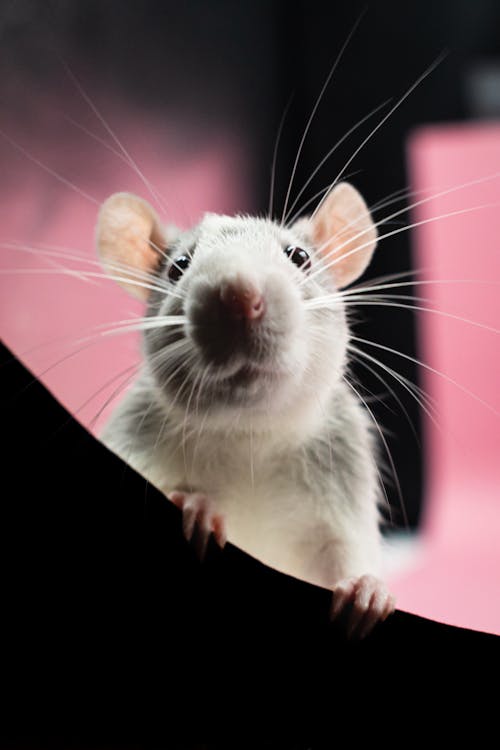 Free A White Mice in Close-up Shot Stock Photo