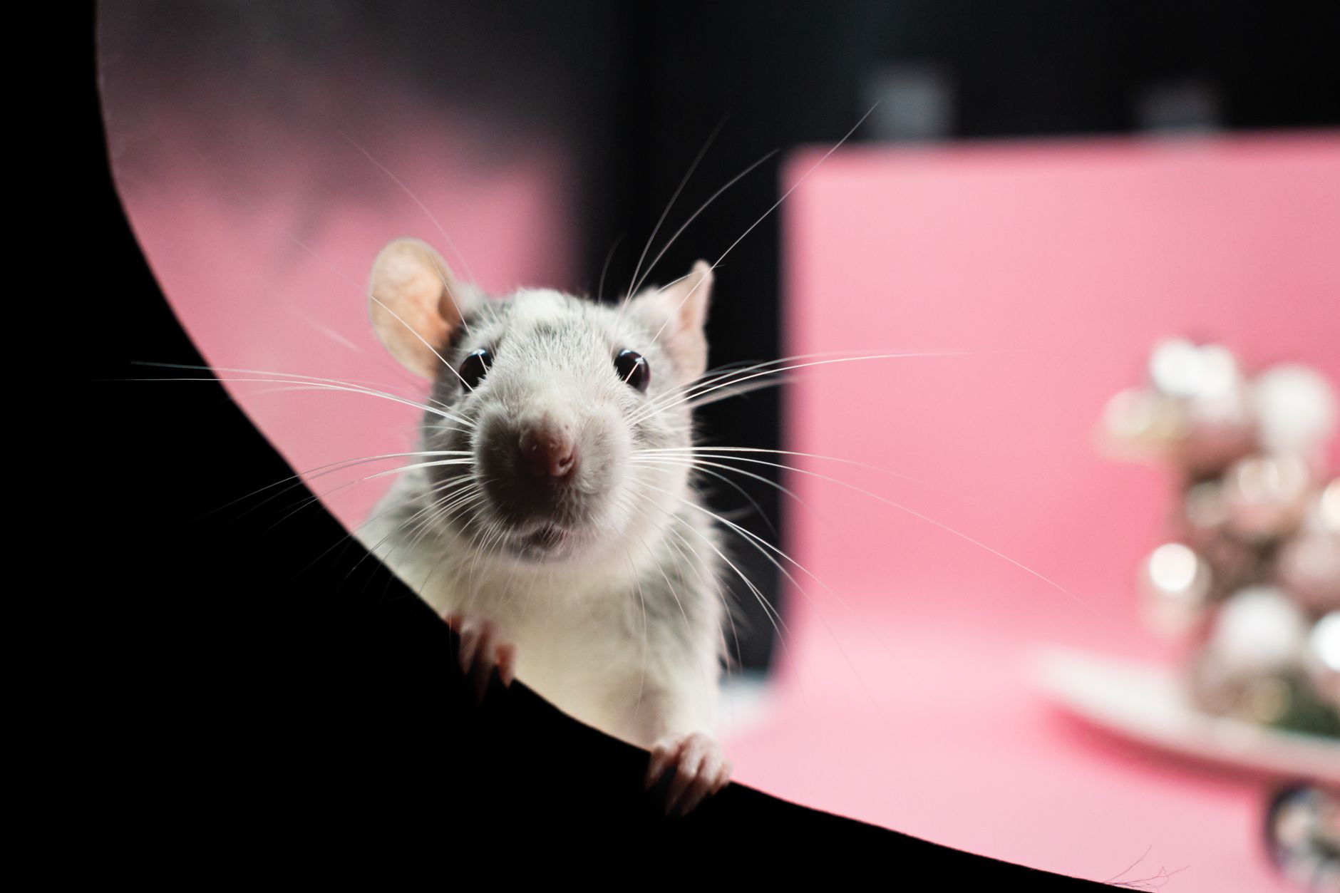 fancy rats playing on climbing ropes