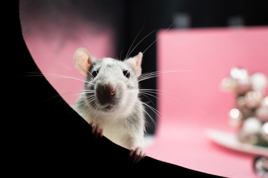 Gratis stockfoto met beest, betoverende ogen, binnenlandse rat
