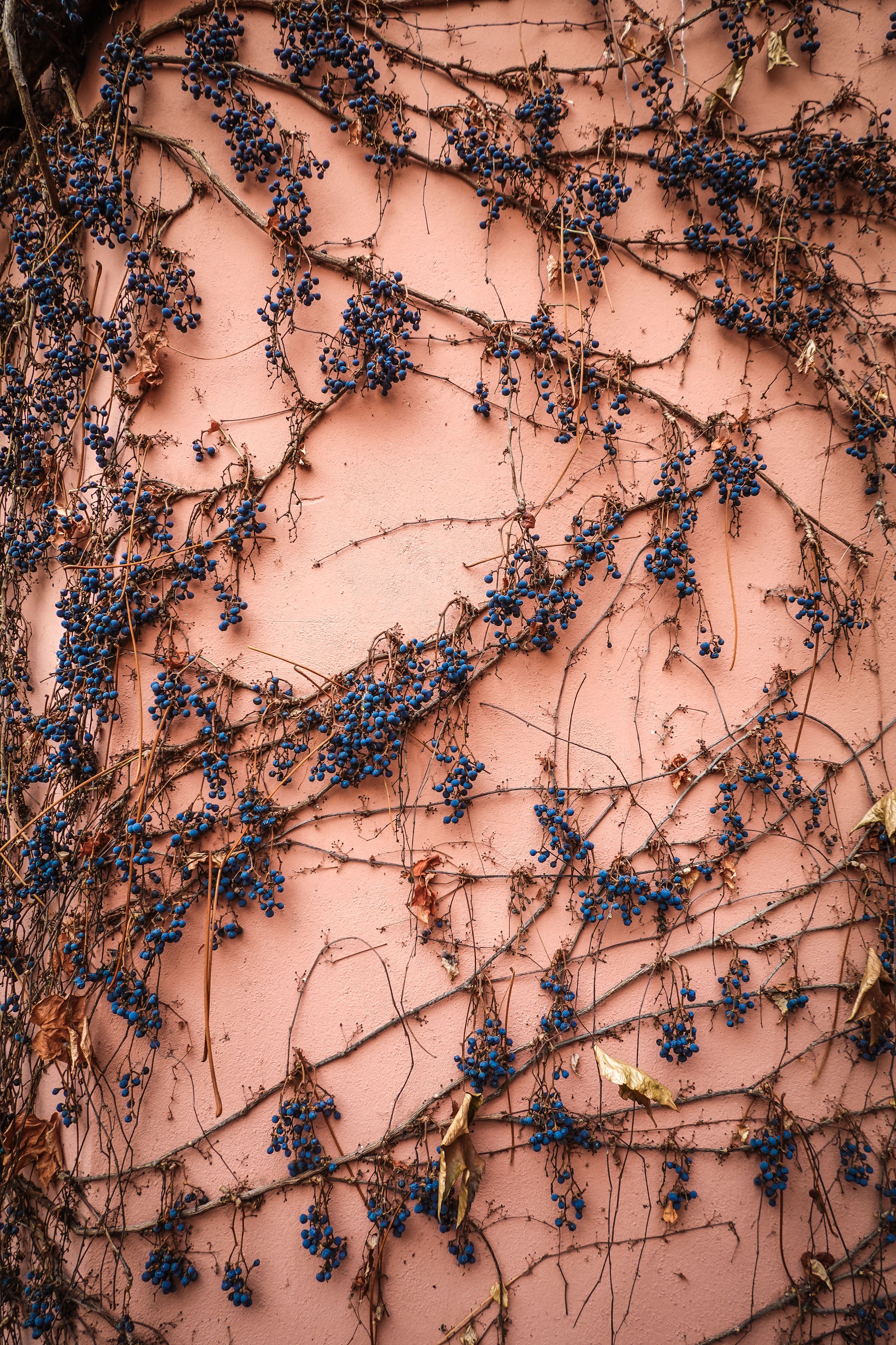 Detailed view of withered climbing vines with blue grapes on a textured pink wall.