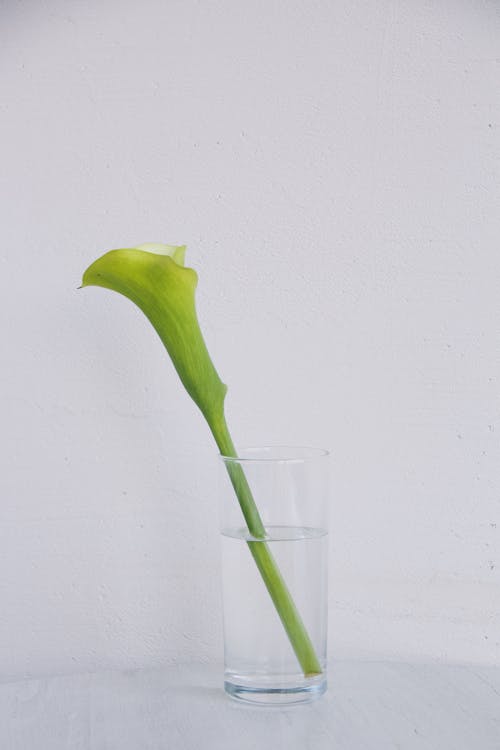 Flower in Glass of Water