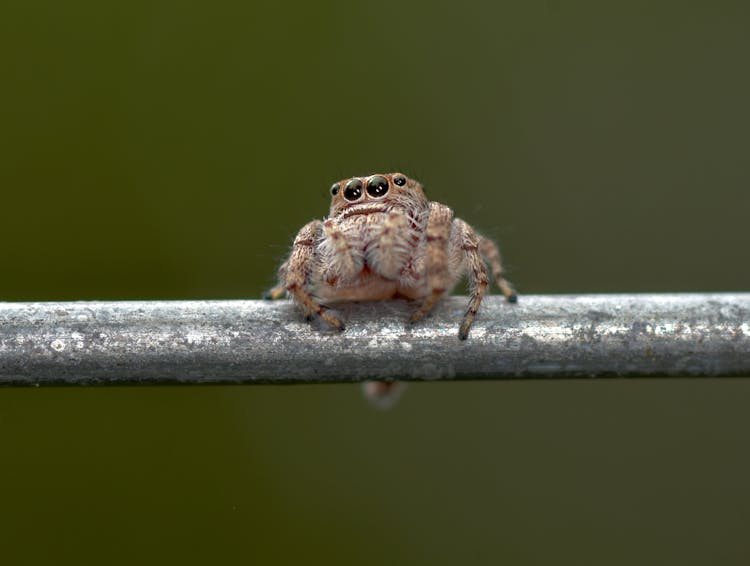 Spider On Pipe