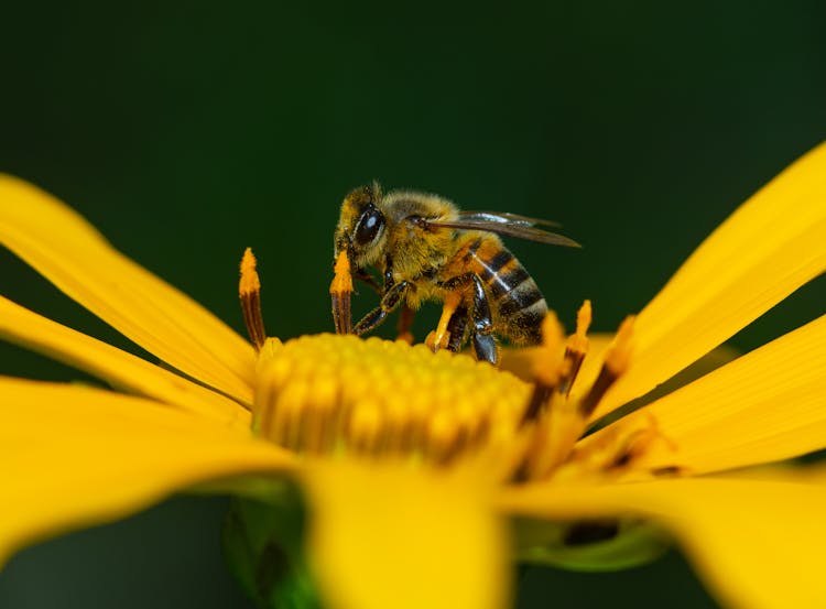 A Bee On A Flower