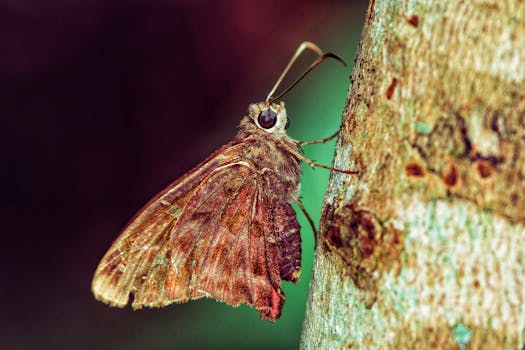 Detailed close-up of a moth resting on tree bark in the lush outdoors of Bajo Boquete, Panama.