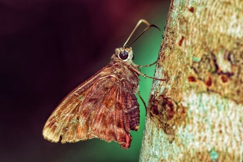 Free Detailed close-up of a moth resting on tree bark in the lush outdoors of Bajo Boquete, Panama. Stock Photo