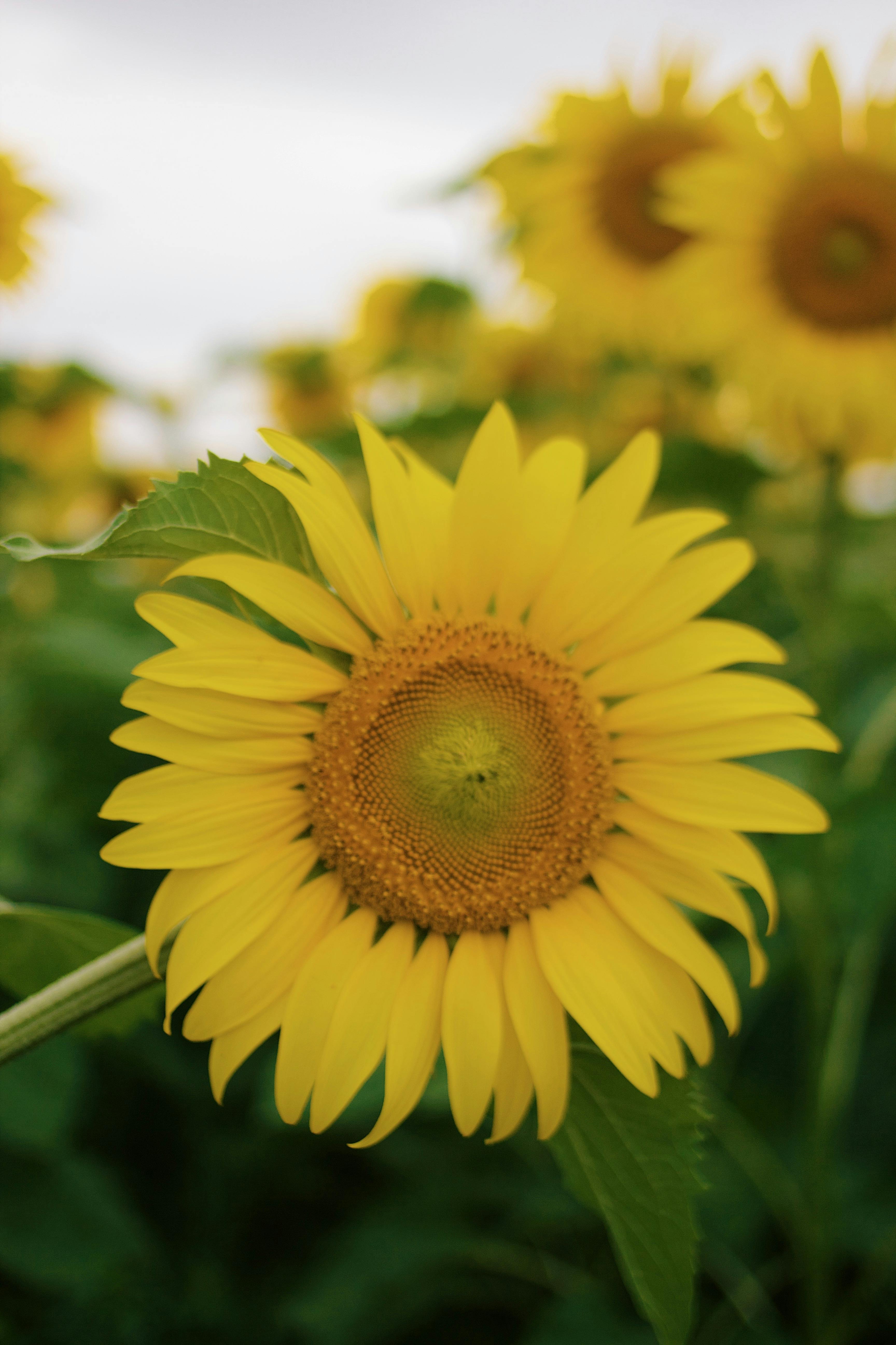 Beautiful Yellow Flower · Free Stock Photo