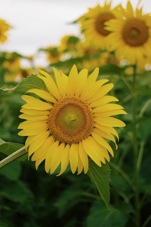 Gratis arkivbilde med blomsterfotografering, blomstre, flora