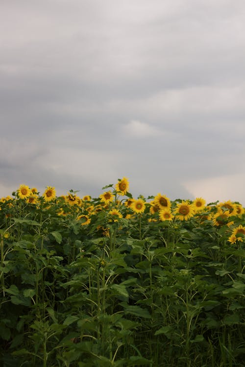 Foto stok gratis berkembang, bunga kuning, bunga matahari