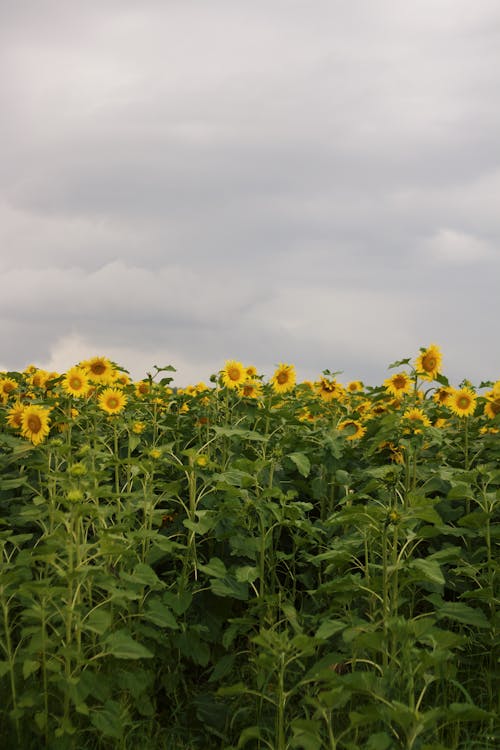 Sunflower Field Under Cloudy Sky