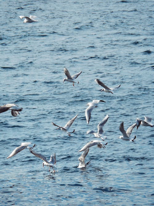 Foto profissional grátis de gaivotas, mar, observação de aves