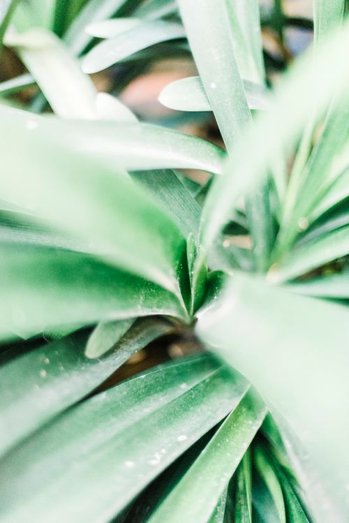 Free A detailed close-up of vibrant green leaves, showcasing the natural beauty and texture of foliage. Stock Photo
