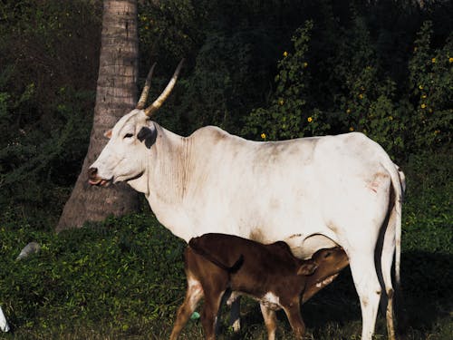 Fotos de stock gratuitas de alimentación, animales, bebiendo