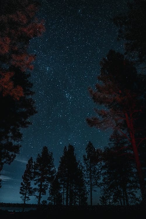垂直ショット, 夜空, 星の無料の写真素材