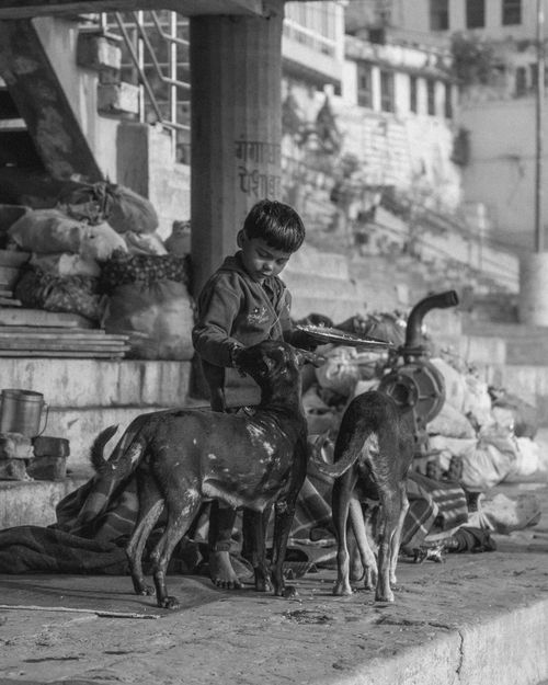 Free A young boy feeds stray dogs on a Varanasi street. Black and white photography. Stock Photo