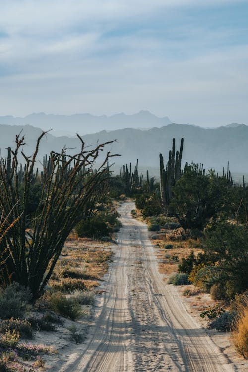 Fotos de stock gratuitas de arena, cactus, camino de tierra