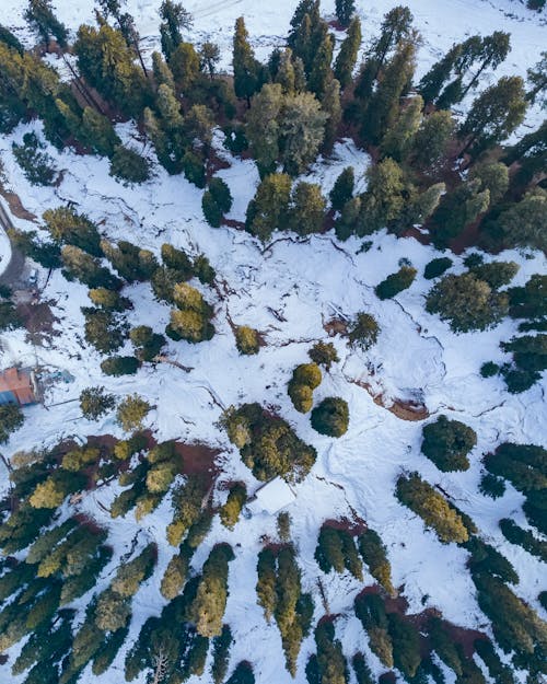 Imagine de stoc gratuită din arbori, codru, conifer