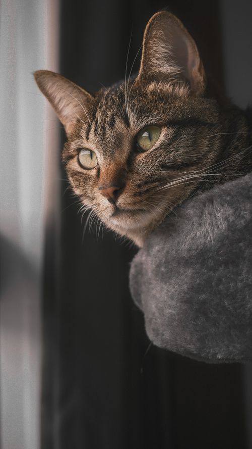 Free Cat Stock Photo