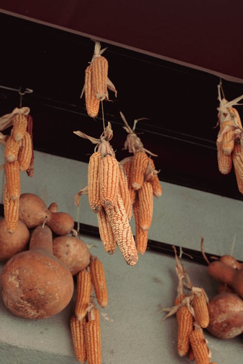 Corn Hanging from Ceiling