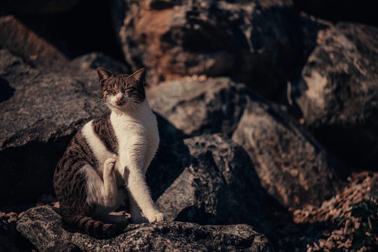 Cat Sitting On A Rock