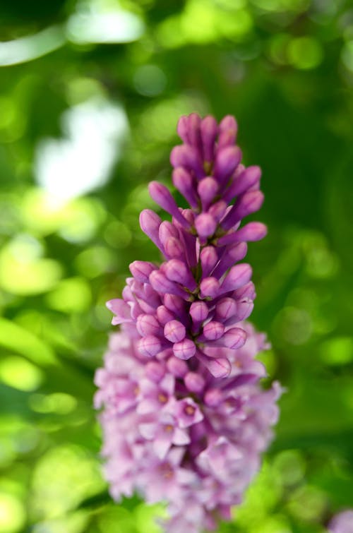 Foto stok gratis lupin