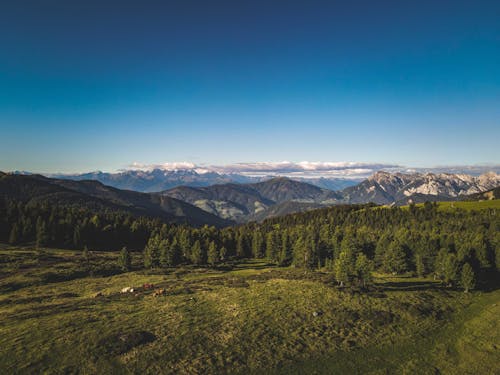 An Aerial Photography of Green Trees Near the Mountain Under the Blue Sky