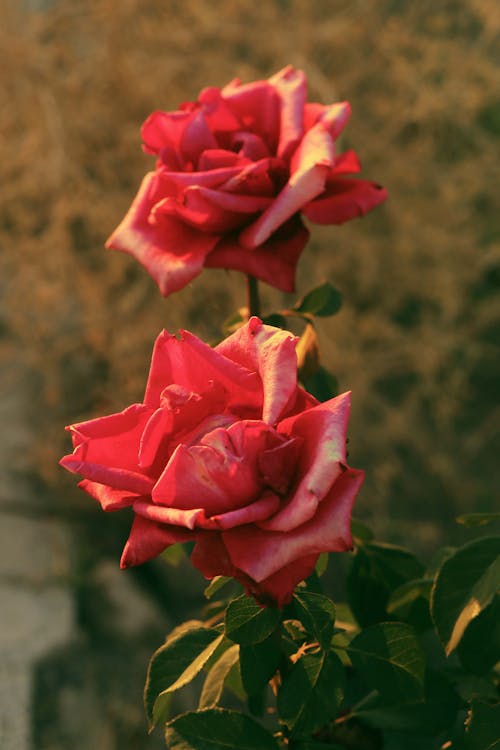 Close Up Photo of Red Roses in Bloom