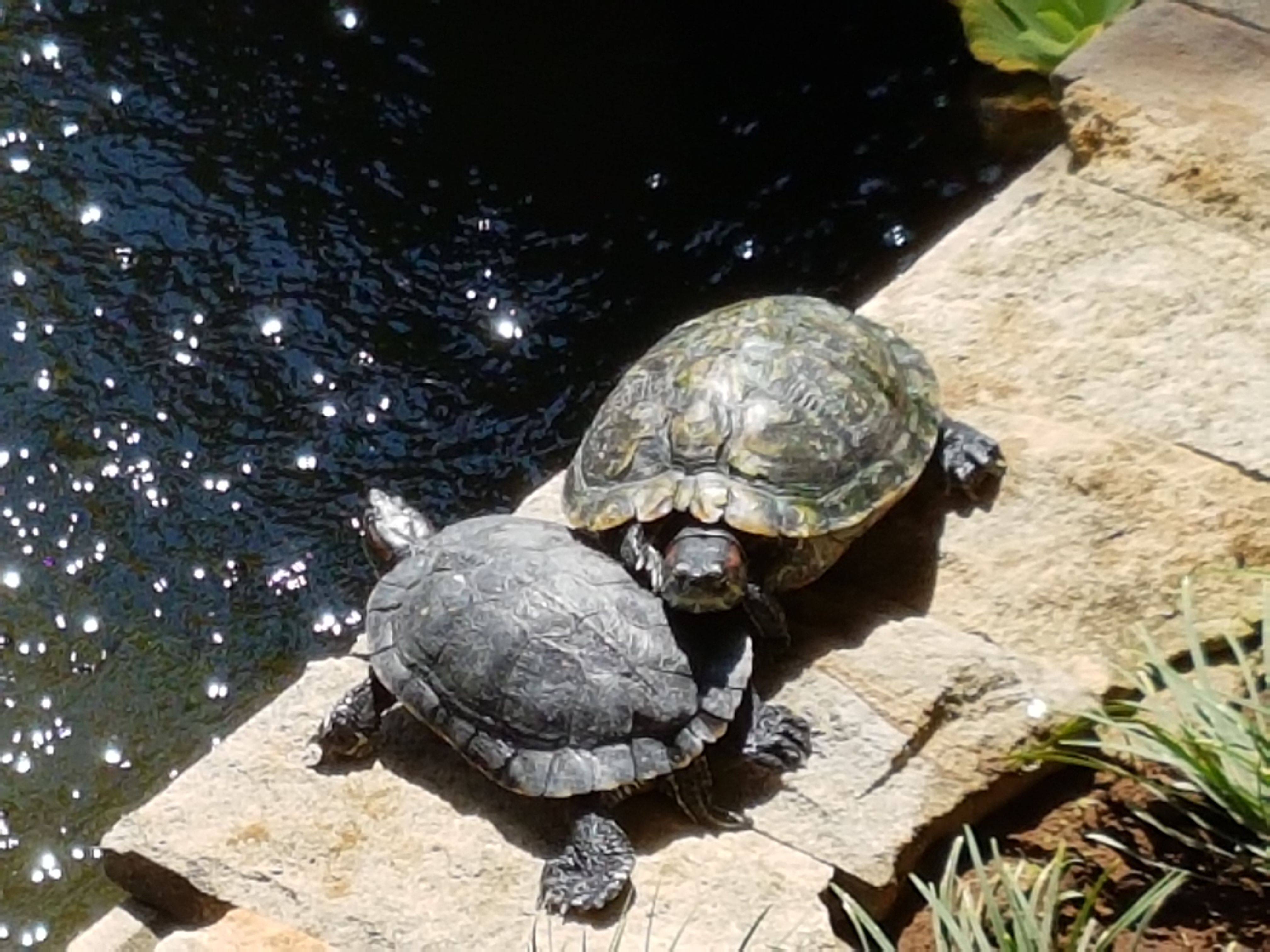 Free Stock Photo Of Aquatic Turtle Buddies Pond Turtle