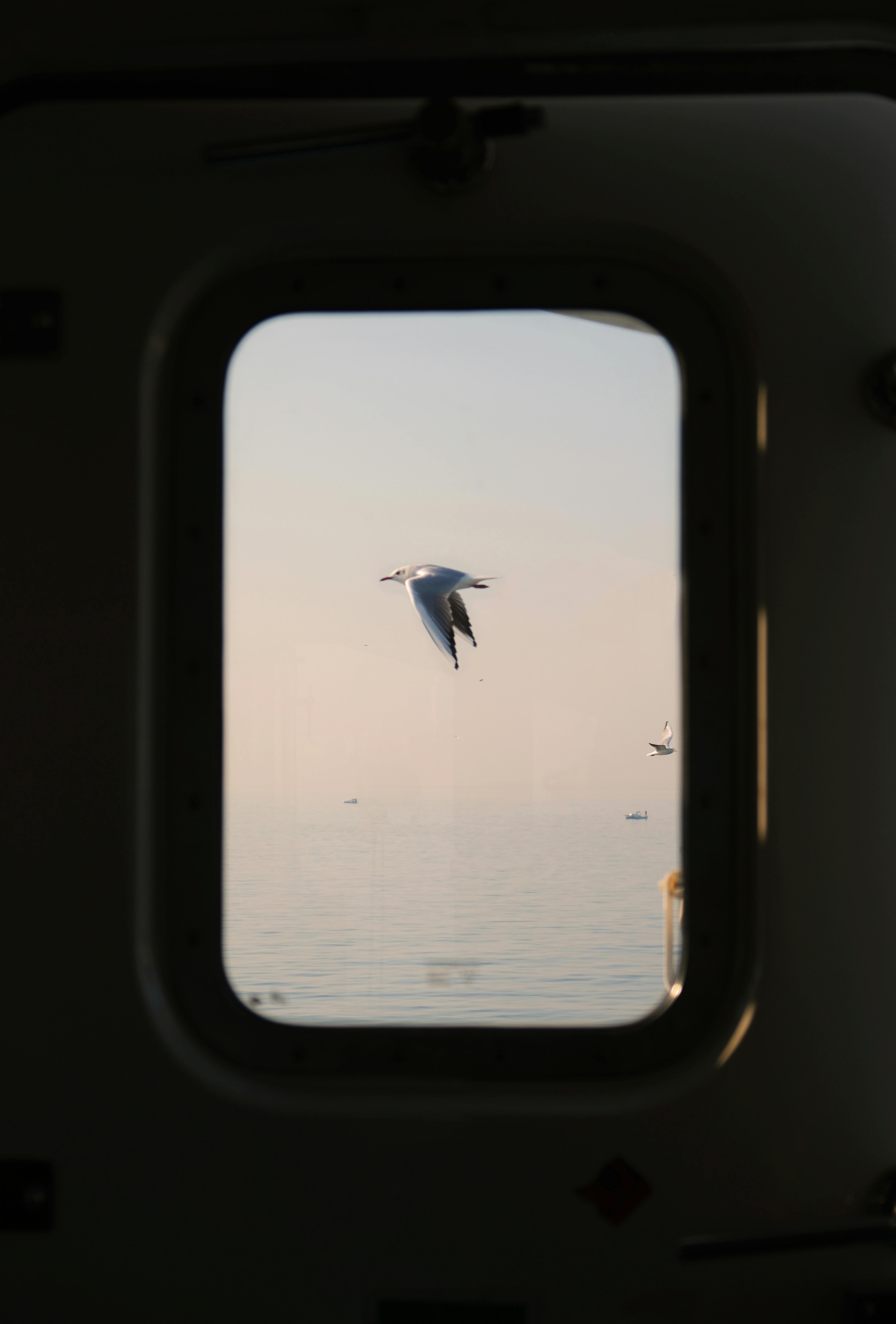 A seagull gracefully flies over the calm sea as seen through a ship's porthole, evoking a sense of travel and freedom.