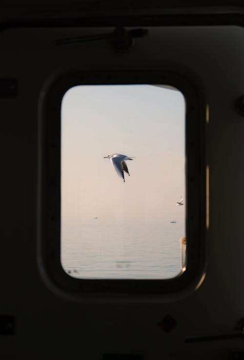 ฟรี คลังภาพถ่ายฟรี ของ การบิน, ทะเล, นก คลังภาพถ่าย