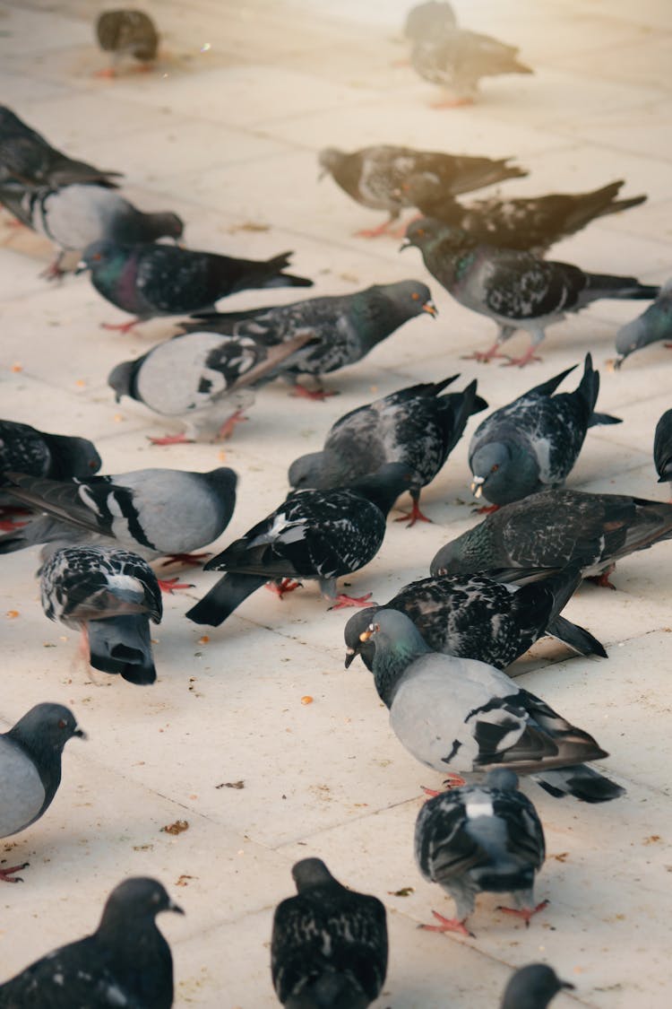 Group Of Pigeons 