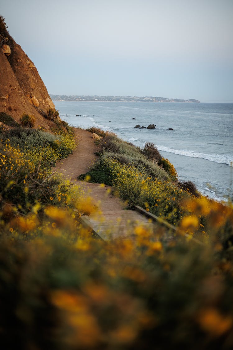 Pathway Between Wildflowers On Side Of Mountain Near Body Of Water